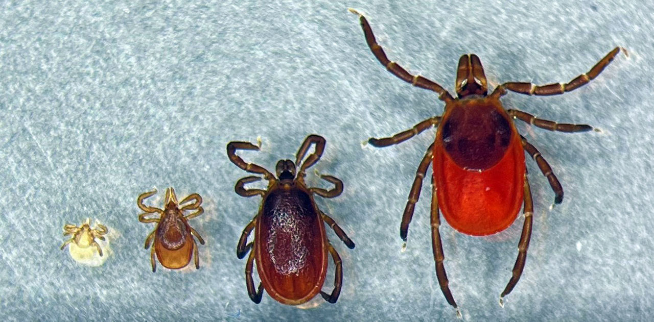 Blacklegged tick