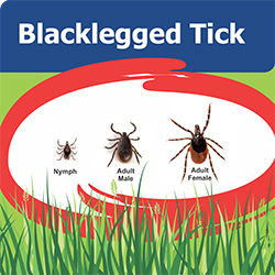 Blacklegged tick