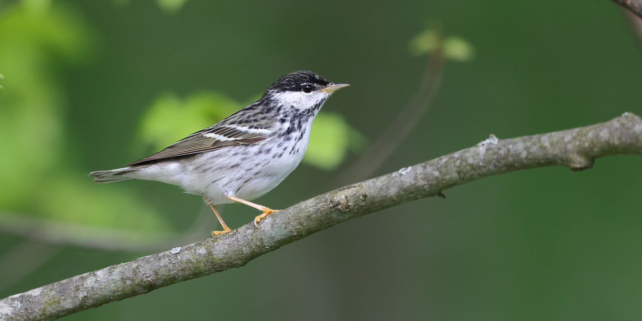 warbler