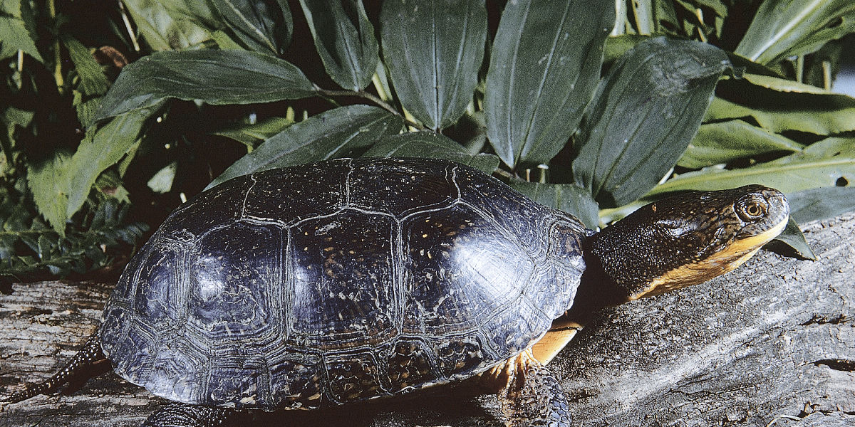 Blandings Turtle on log 