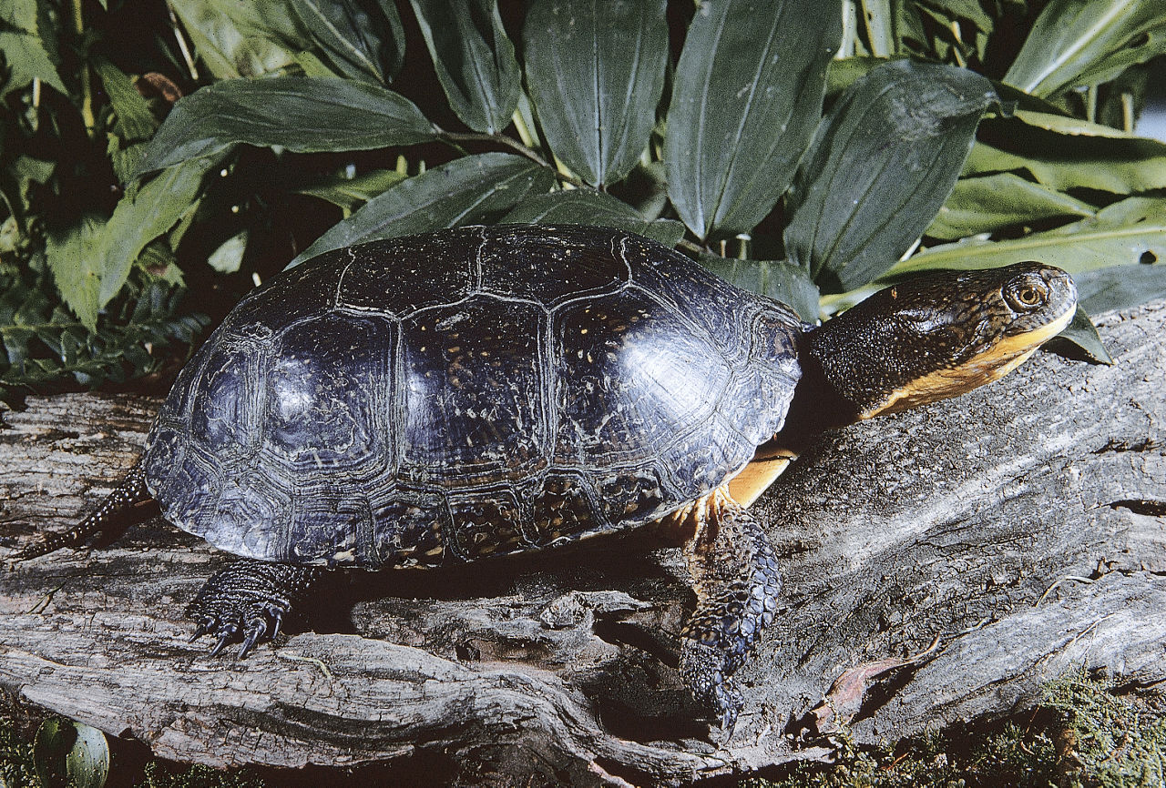 Close up of a Blanding's Turtle sitting on a log showing its smooth carapace that's shaped like a helmet. It is sprinkled with pale-yellowish spots.