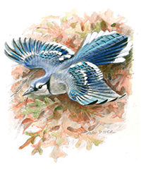 blue jay