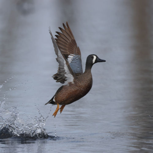 blue winged teal