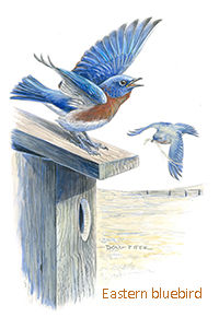 Bluebird