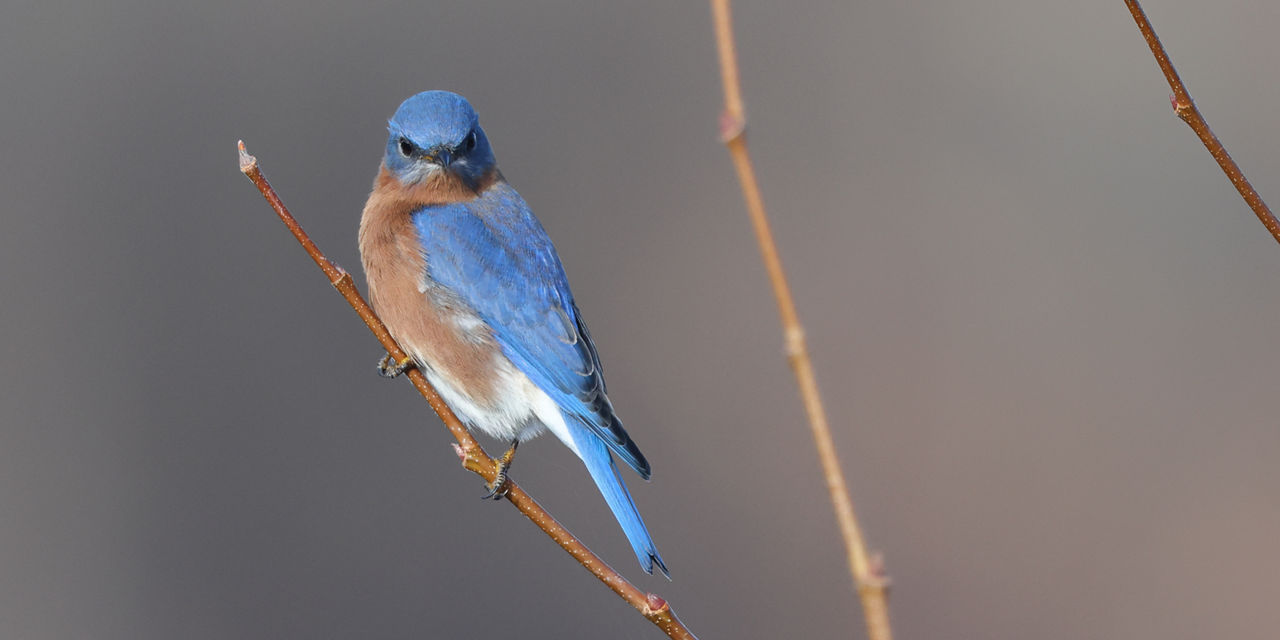 blue bird