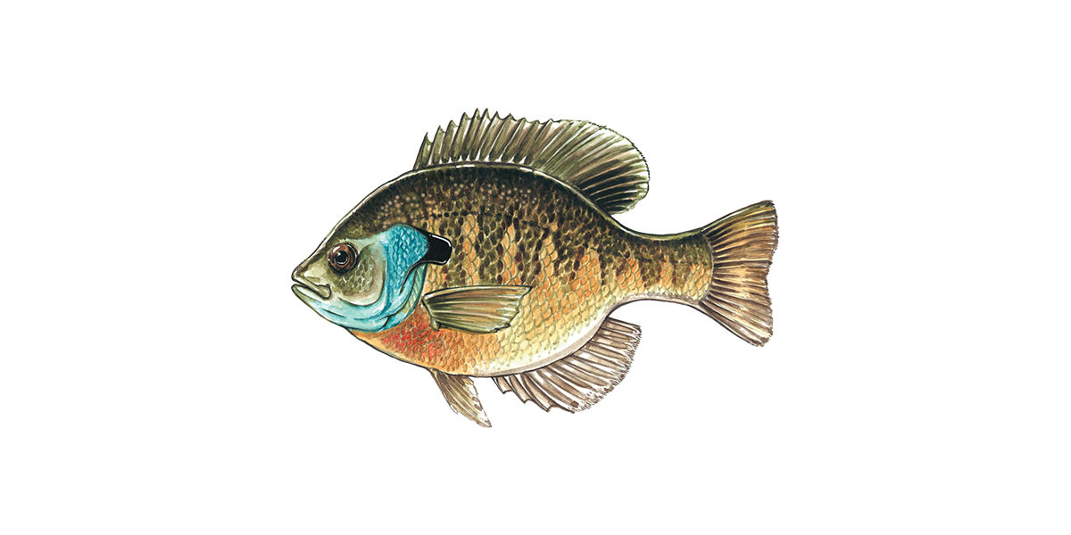 Illustration of a Bluegill