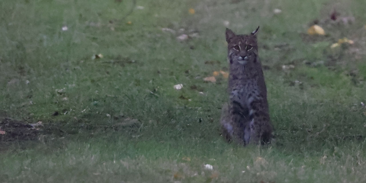 bobcat