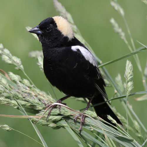 bobolink