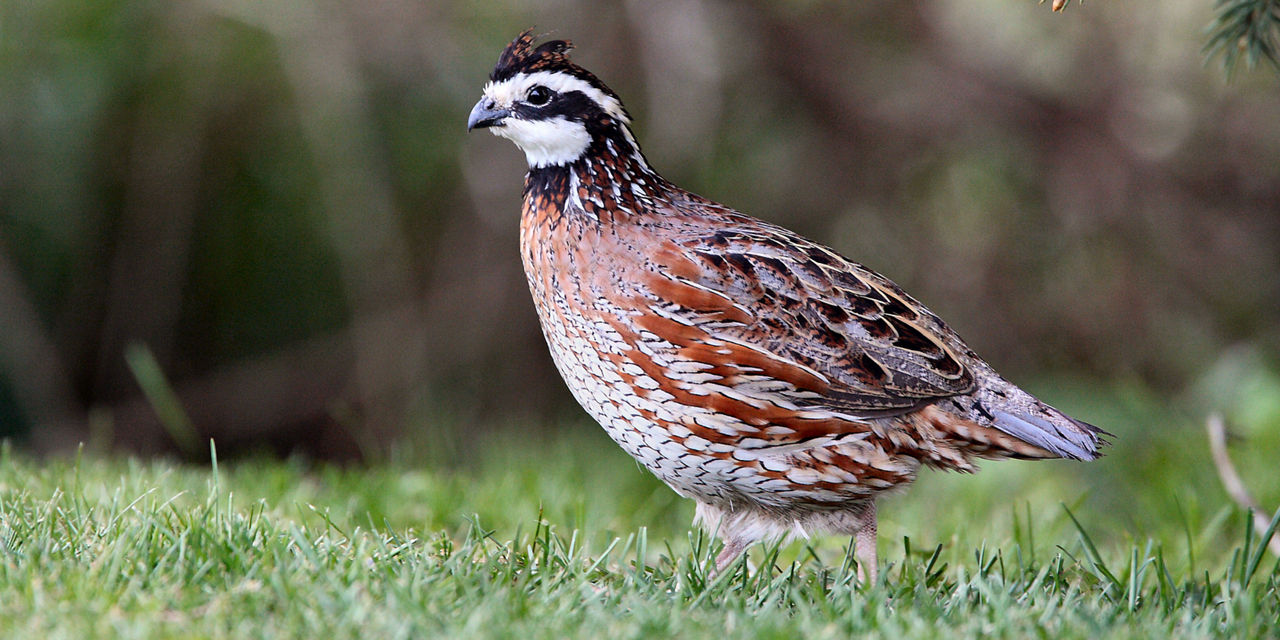 bobwhite quail