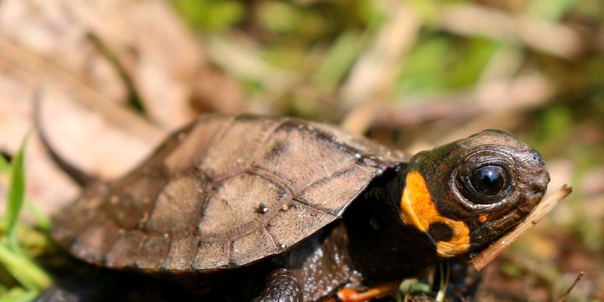 Close up of Juvenile Bog Turtle with orange ring on its neck 