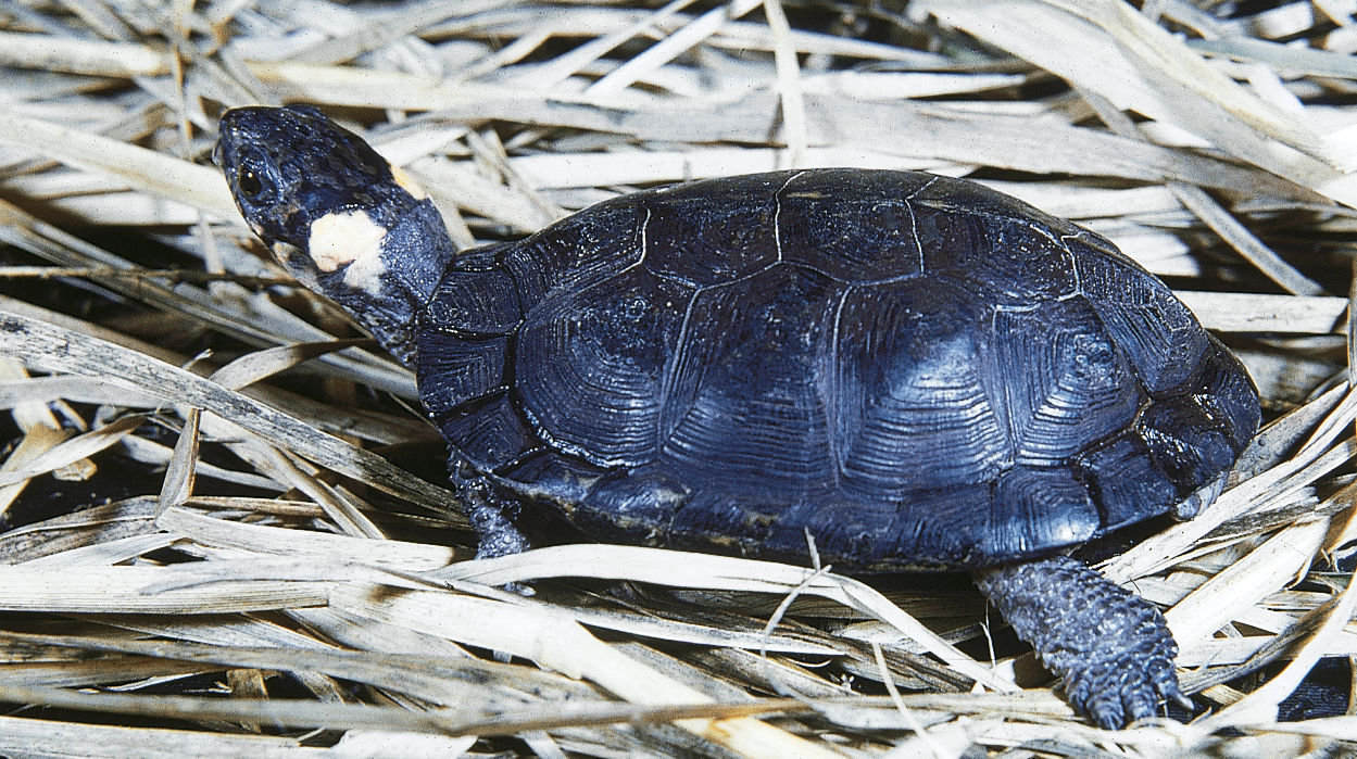 A close up of a small black Bog Turtle sitting in hay with its head angled up. 