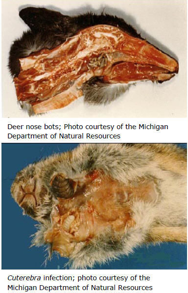 Deer nose bots and cuterebra infection