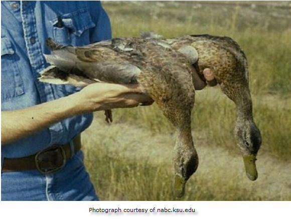 Person holding two dead birds