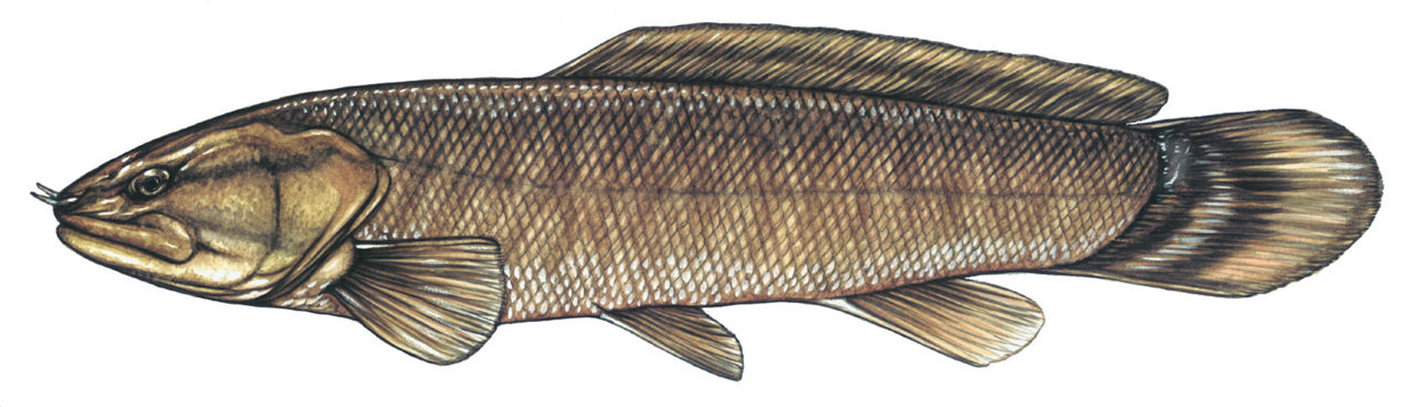 Illustration of a Bowfin fish