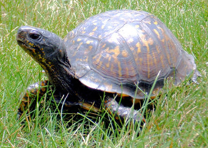Close up of a Woodland Box Turtle walking through the grass with its head up. This shows its high- domed carapace with orange color patterns.