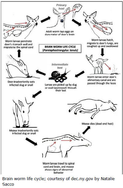 Brian worm life cycle