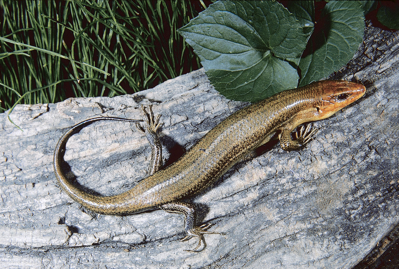 A close up of an olive green Broad-Headed Skink sitting on a rock. This photo shows its large head. 