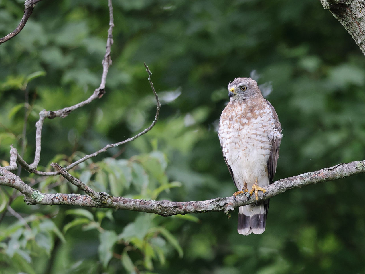 Broad Winged Hawk