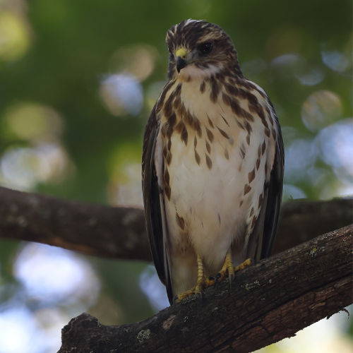 Northern Harrier