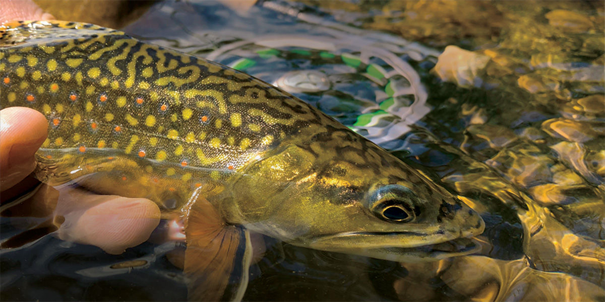 Close-up of a hand releasing a brook trout into the water with a fly fishing reel underwater in the background