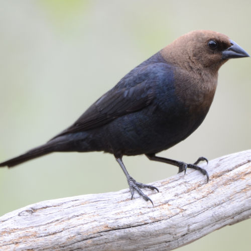 cowbird