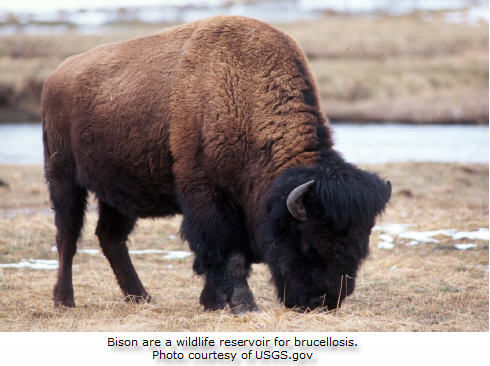 Bison are a wildlife reservoir for brucellosis