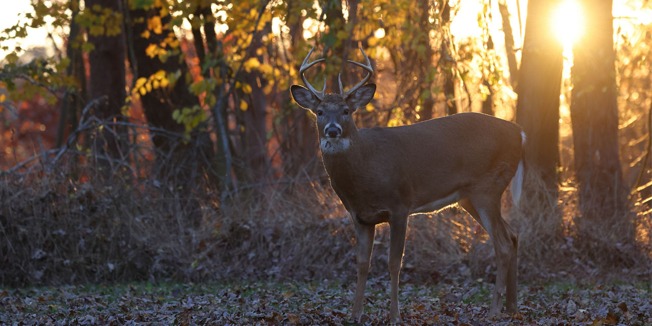 Buck with sunrise