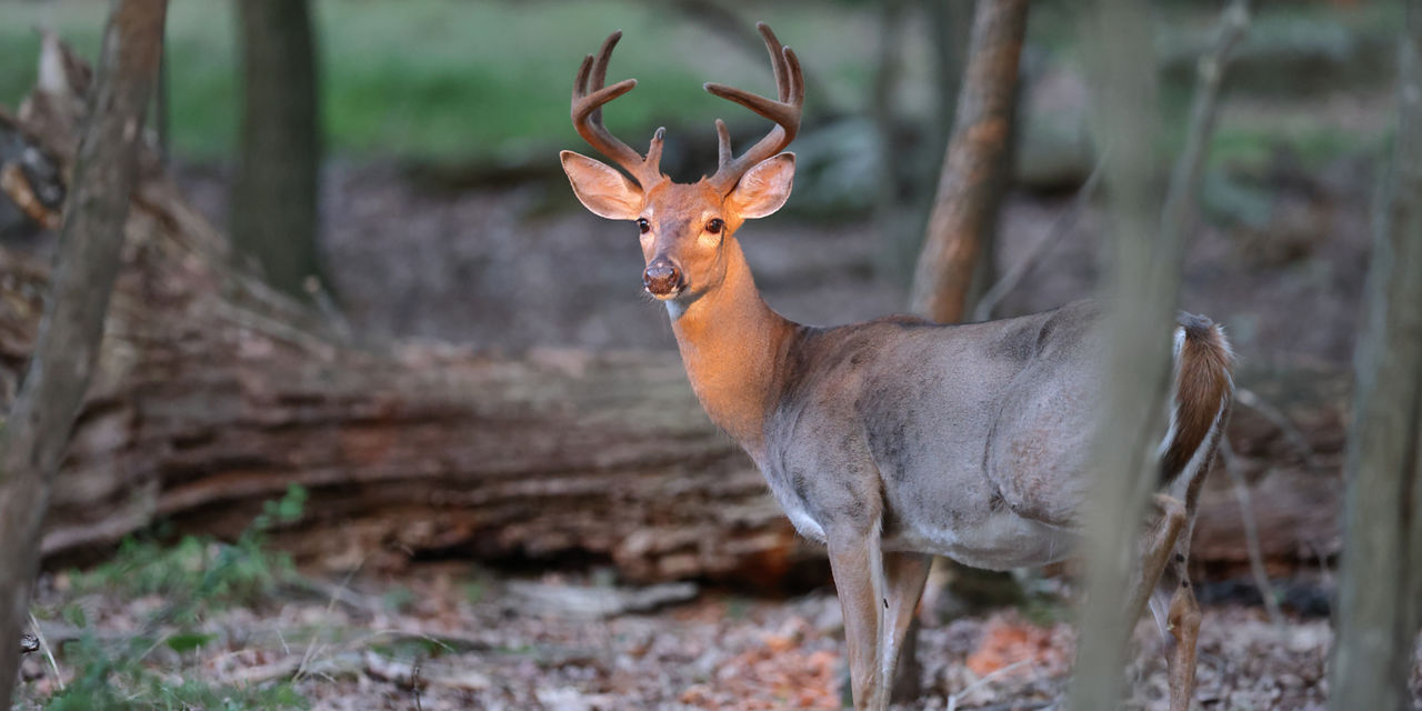 Big Game Harvest Data | Game Commission | Commonwealth Of Pennsylvania