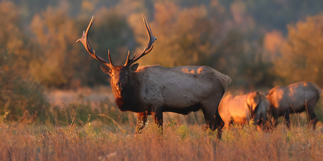 elk hunting