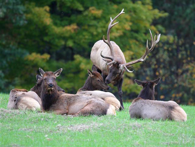 Elk