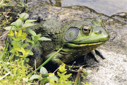 Green colored bullfrog sitting on a rock with plants around it