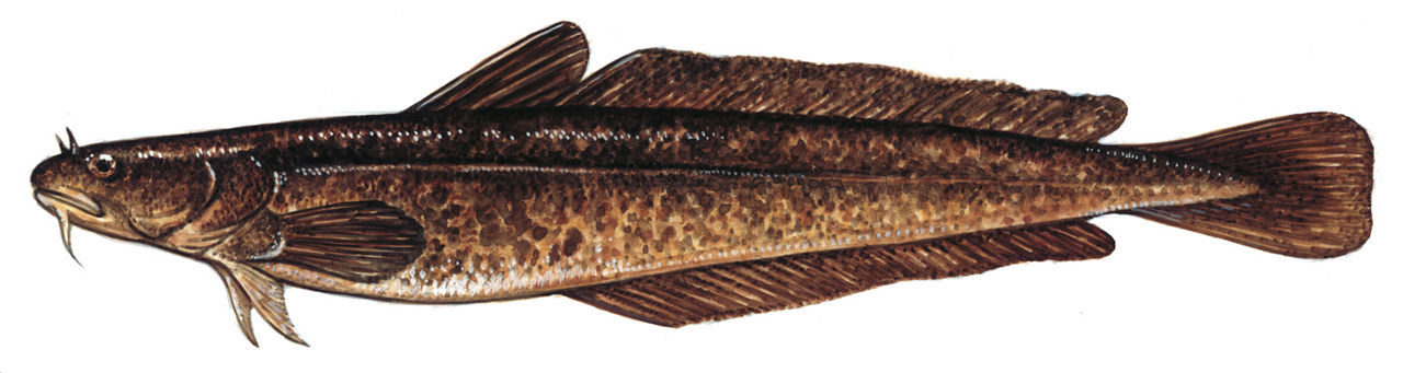 Illustration of a Burbot fish