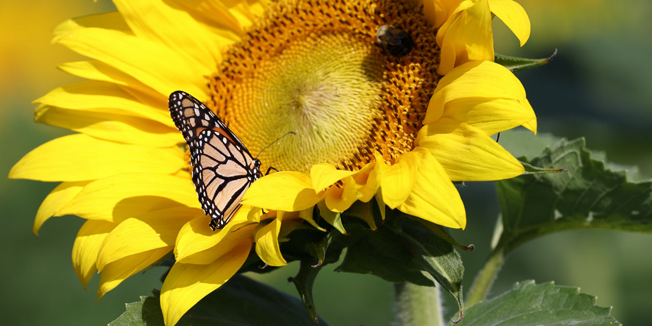 butterfly on sunflower