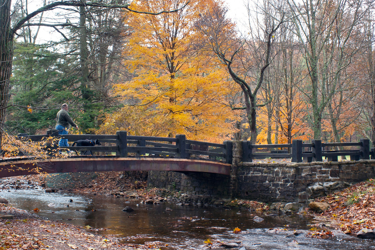 A hiker crossing a bridge over a stream on a fall day with a golden tree in the background