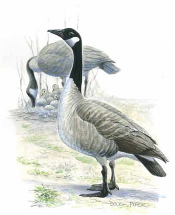 canada goose 