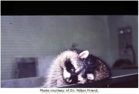 Raccoon with canine distemper