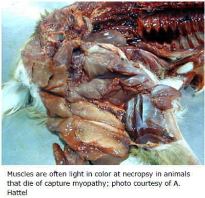 Muscles are often light in color at necropsy in animals that die of capture myopathy