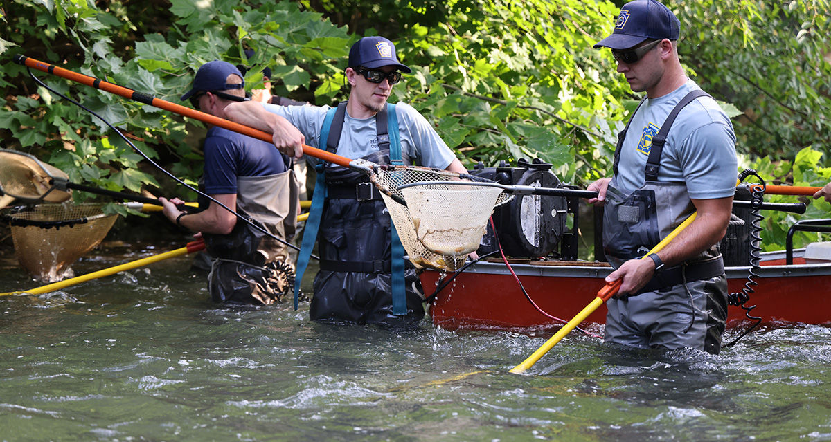 Three fisheries biologists wading through a stream completing an electrofishing survey.