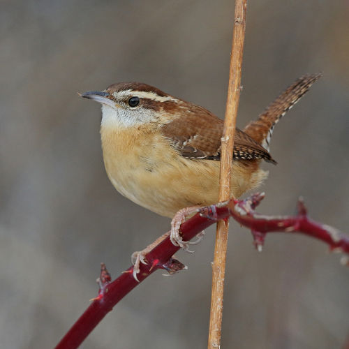 Marsh Wren