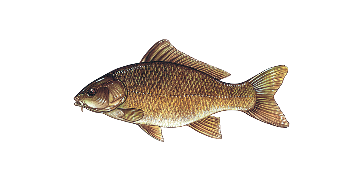 Illustration of a Carp