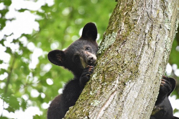 tree swallows on a stump with the wildlife on wifi logo