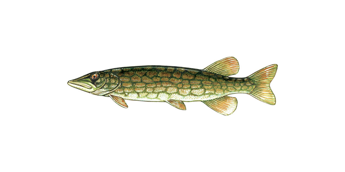 Illustration of a Chain Pickerel