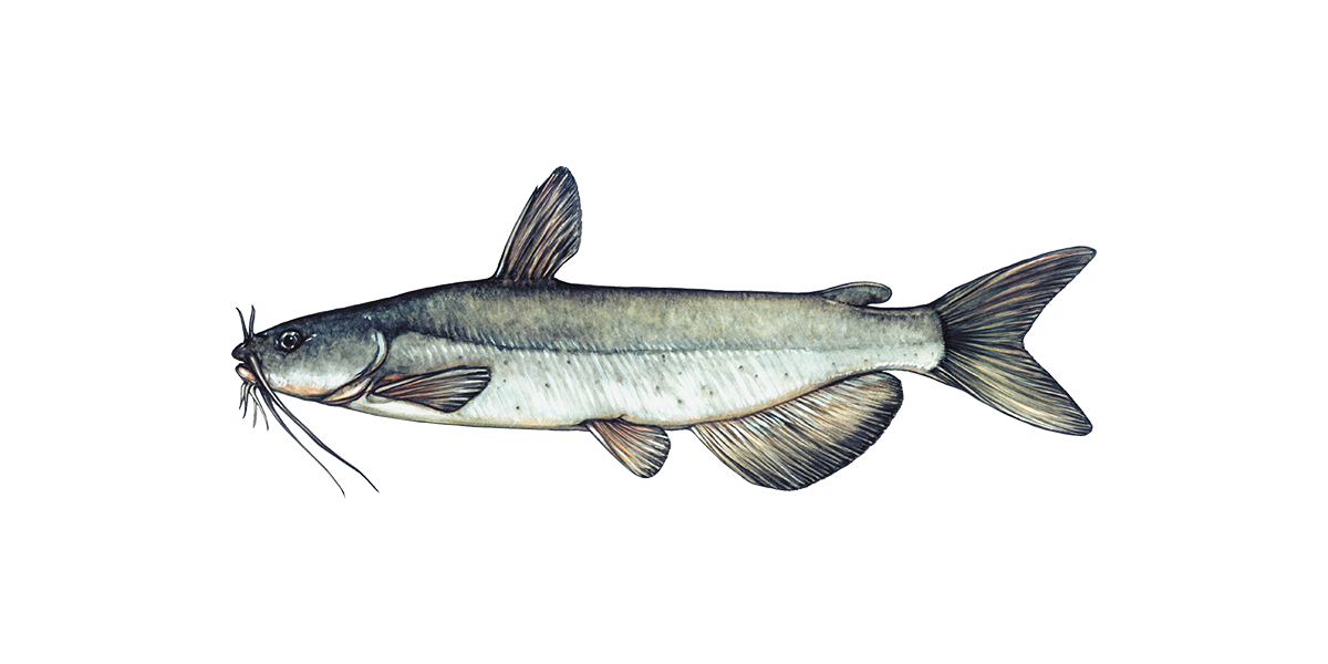 Illustration of a Channel Catfish