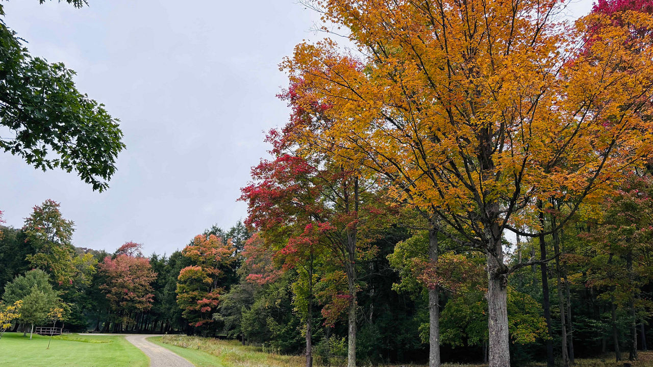Curving gravel path leading through a grassy area and into a forest with early fall foliage; trees show a mix of green, yellow, orange, and red leaves under an overcast sky.