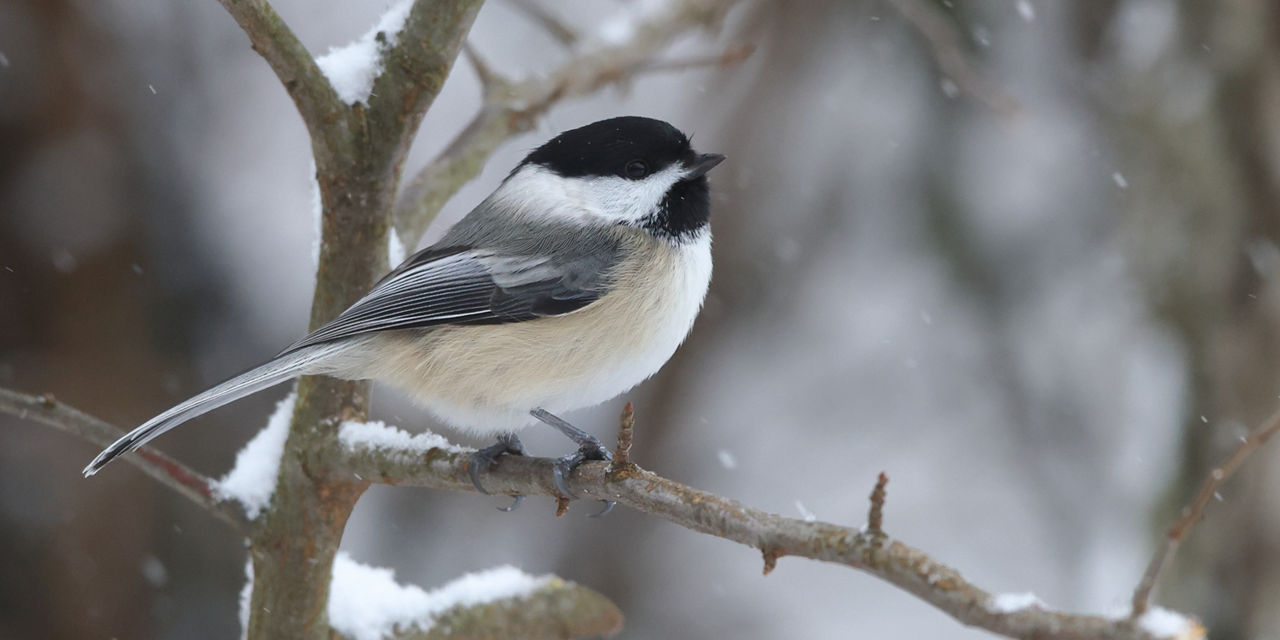 Chickadee