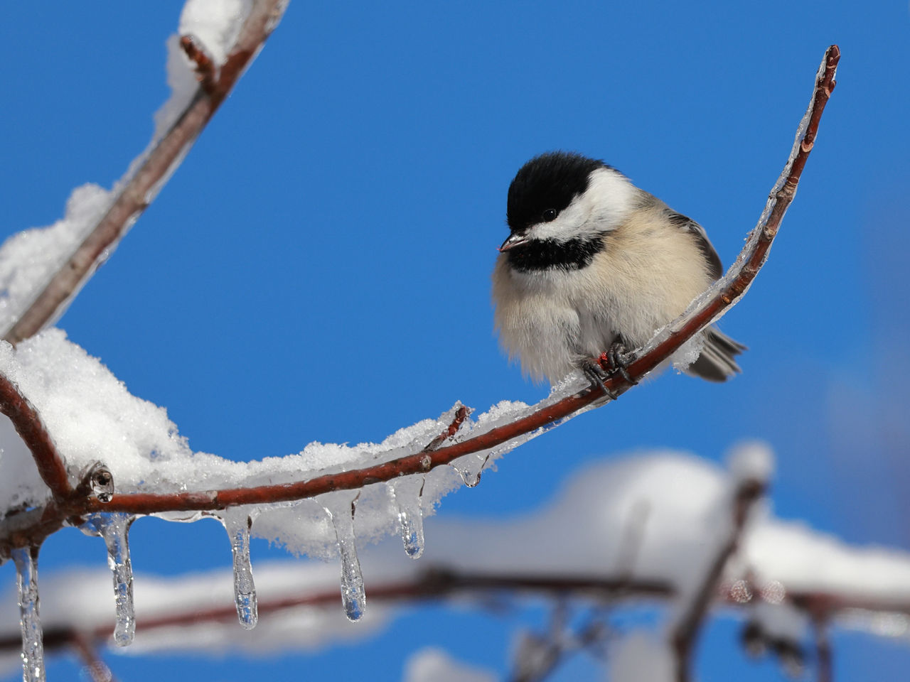 Chickadee