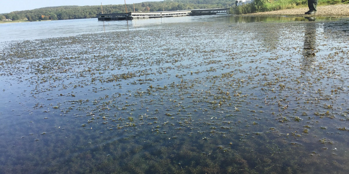Hydrilla in lake 