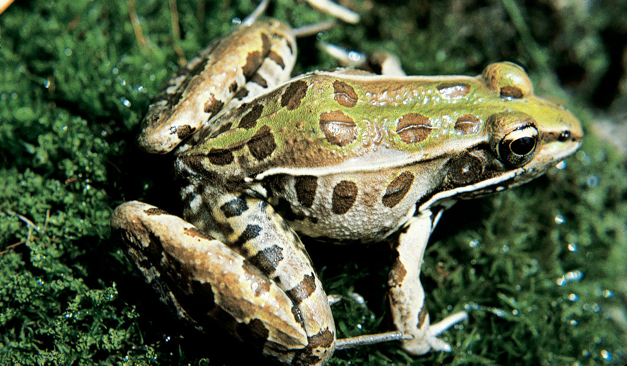 Close-up of a green and brown Coastal Plains Leopard Frog with brown spots sitting on green moss