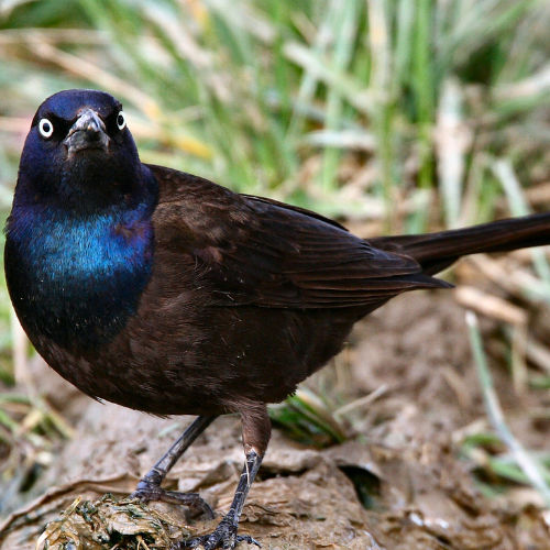 grackle