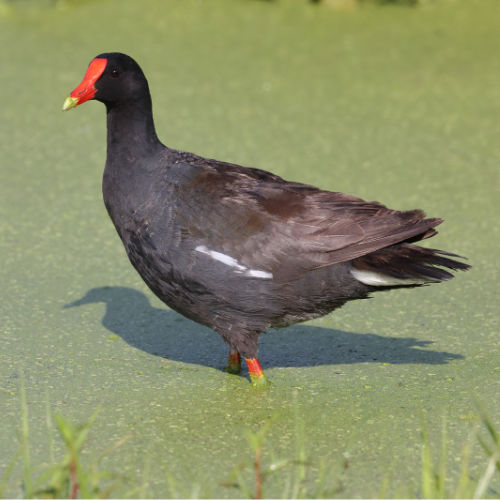 Moorhen